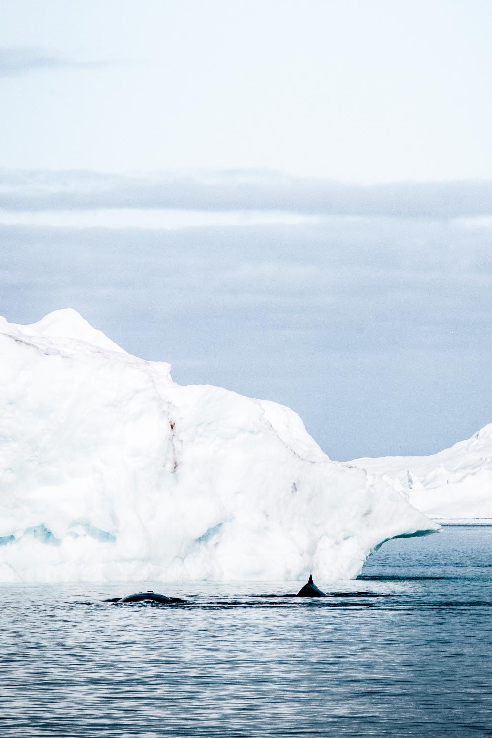 Walvissen spotten in Ilulissat