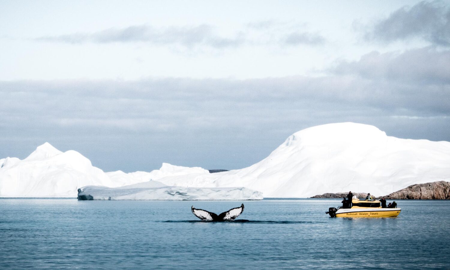 Walvisstaart met achtergrond van ijsbergen in Groenland