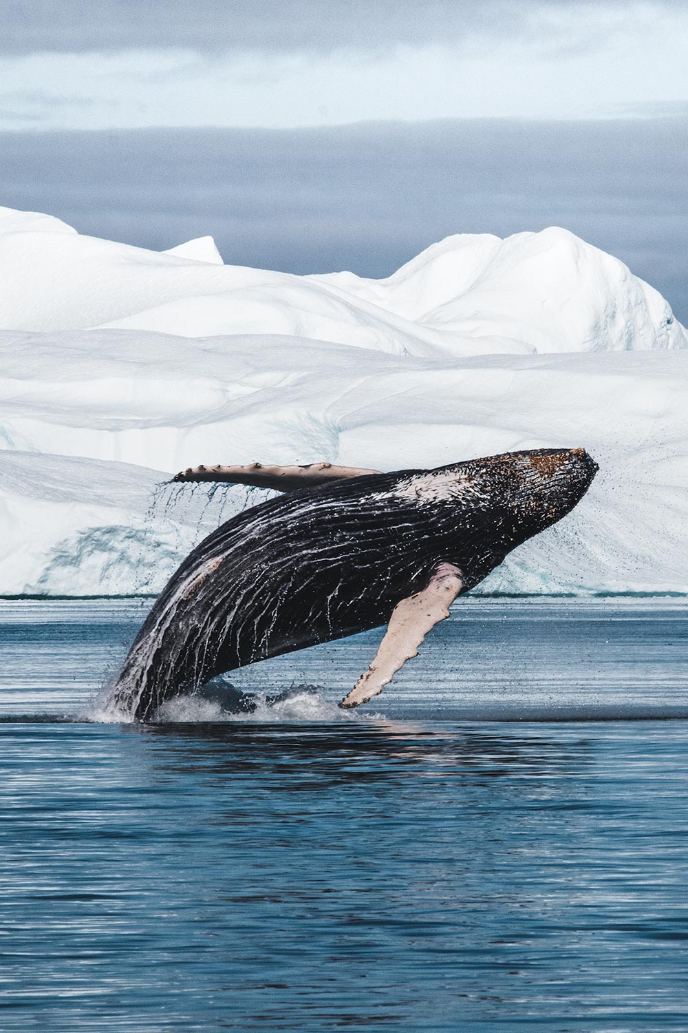 Springende walvis voor ijsbergen in Groenland