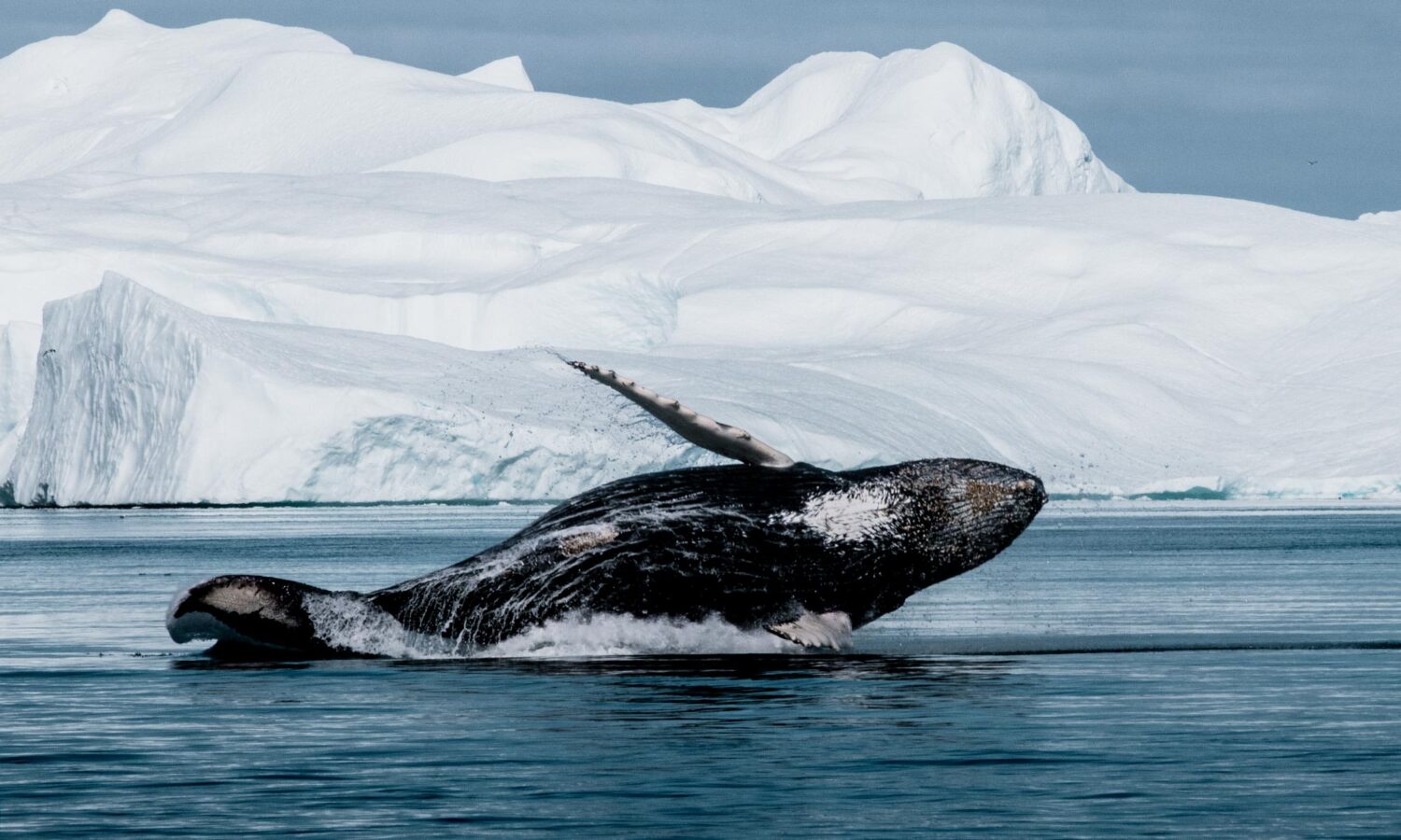 Humpback whales breaching in Disko Bay – Witness the wonders of Greenland whale watching in Ilulissat.
