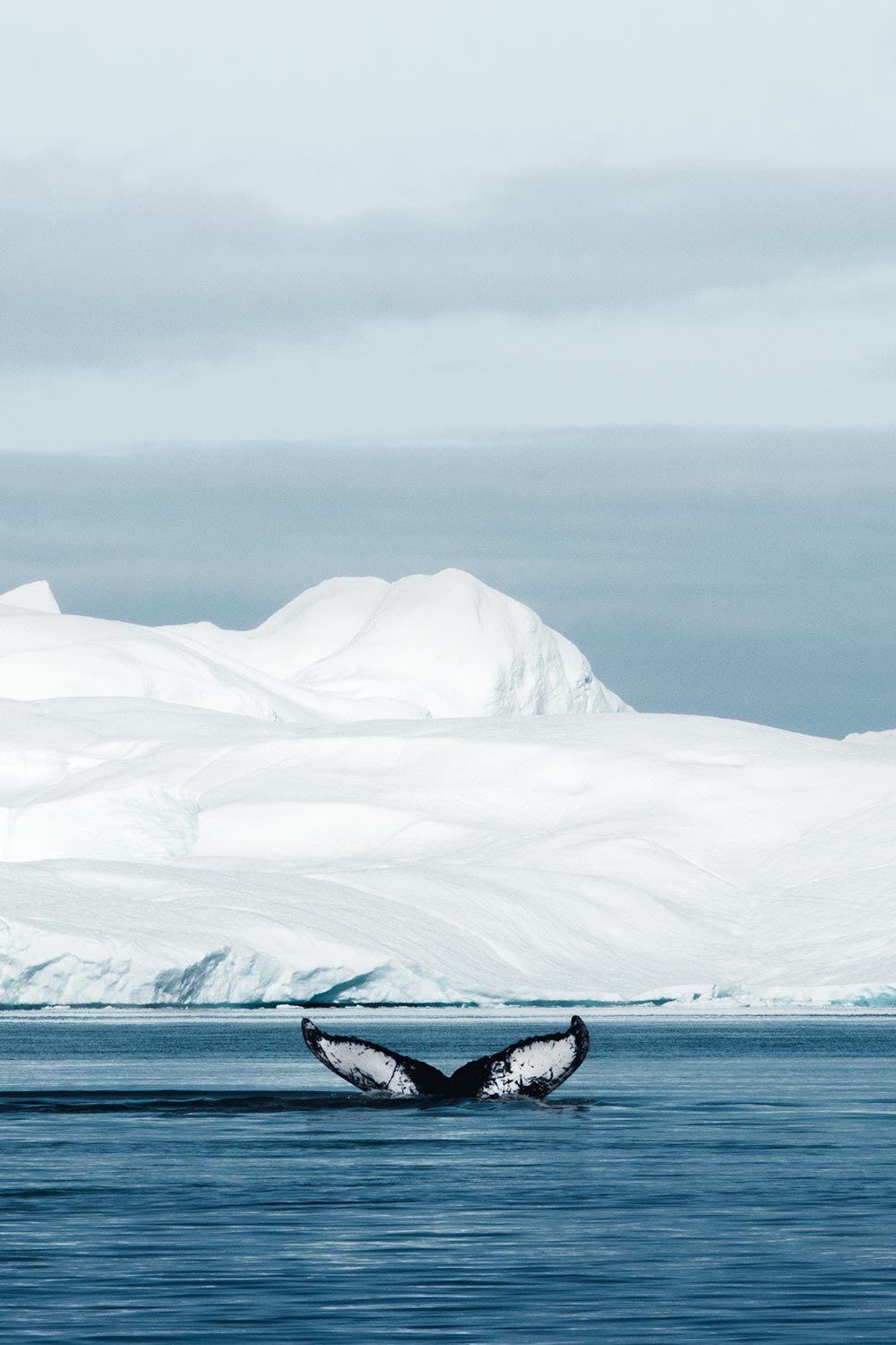 Walvisstaart voor ijsbergen in Groenland