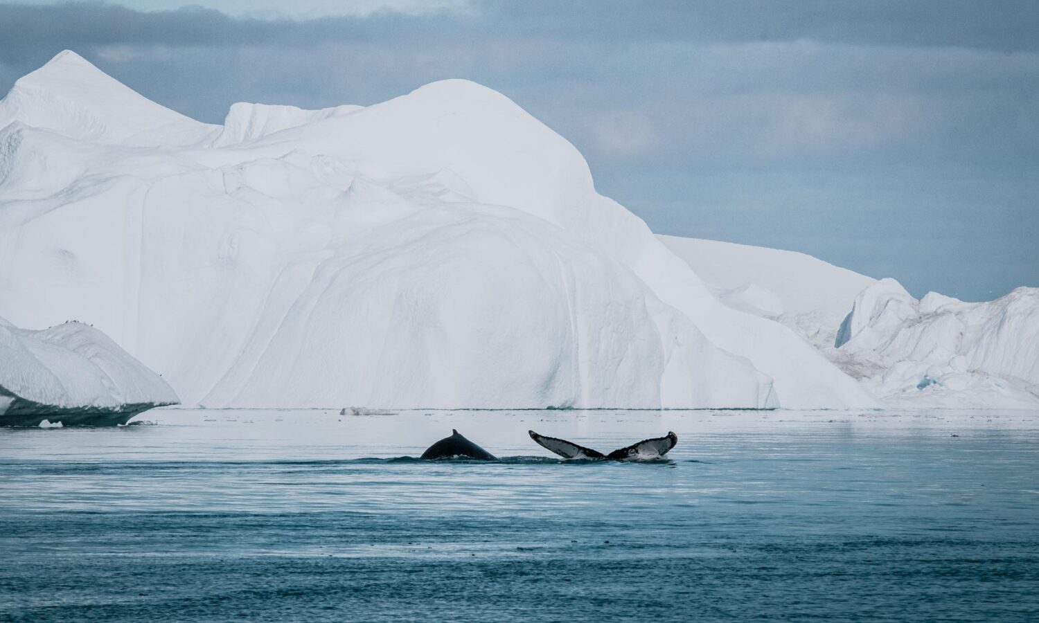 Twee walvissen spotten tijdens walvissari in Ilulissat