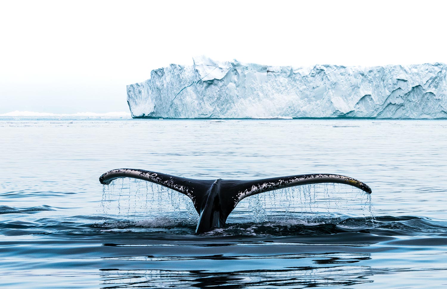 Walvisstaart voor ijsberg Groenland