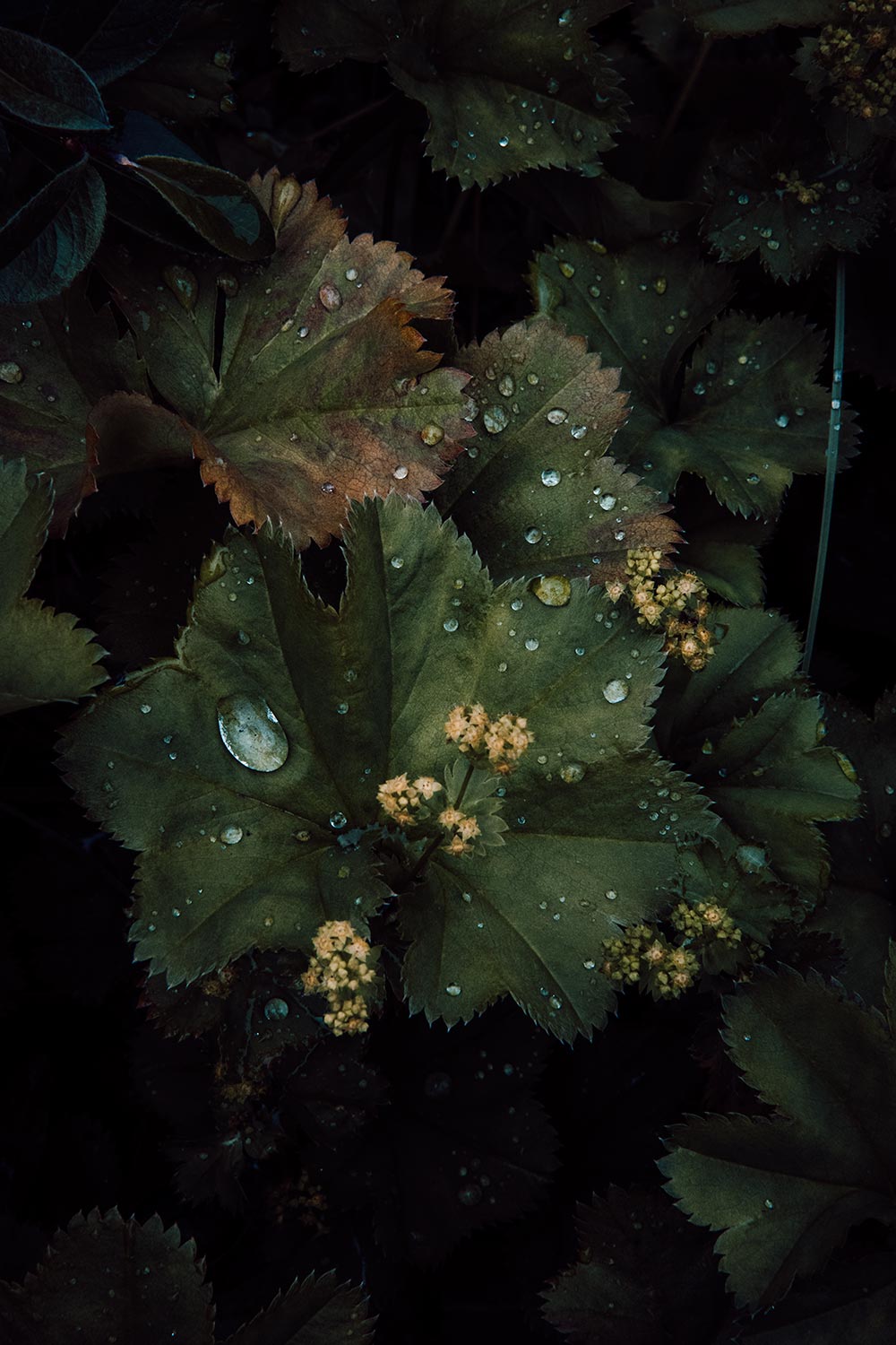 A glimpse of the local flora during a Kuannit hike.