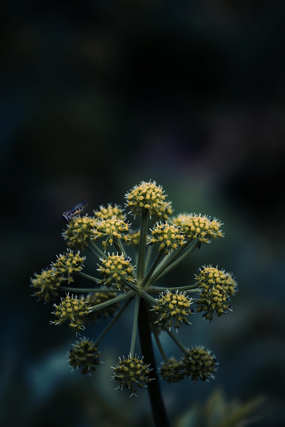 A glimpse of the local flora during a Kuannit hike.