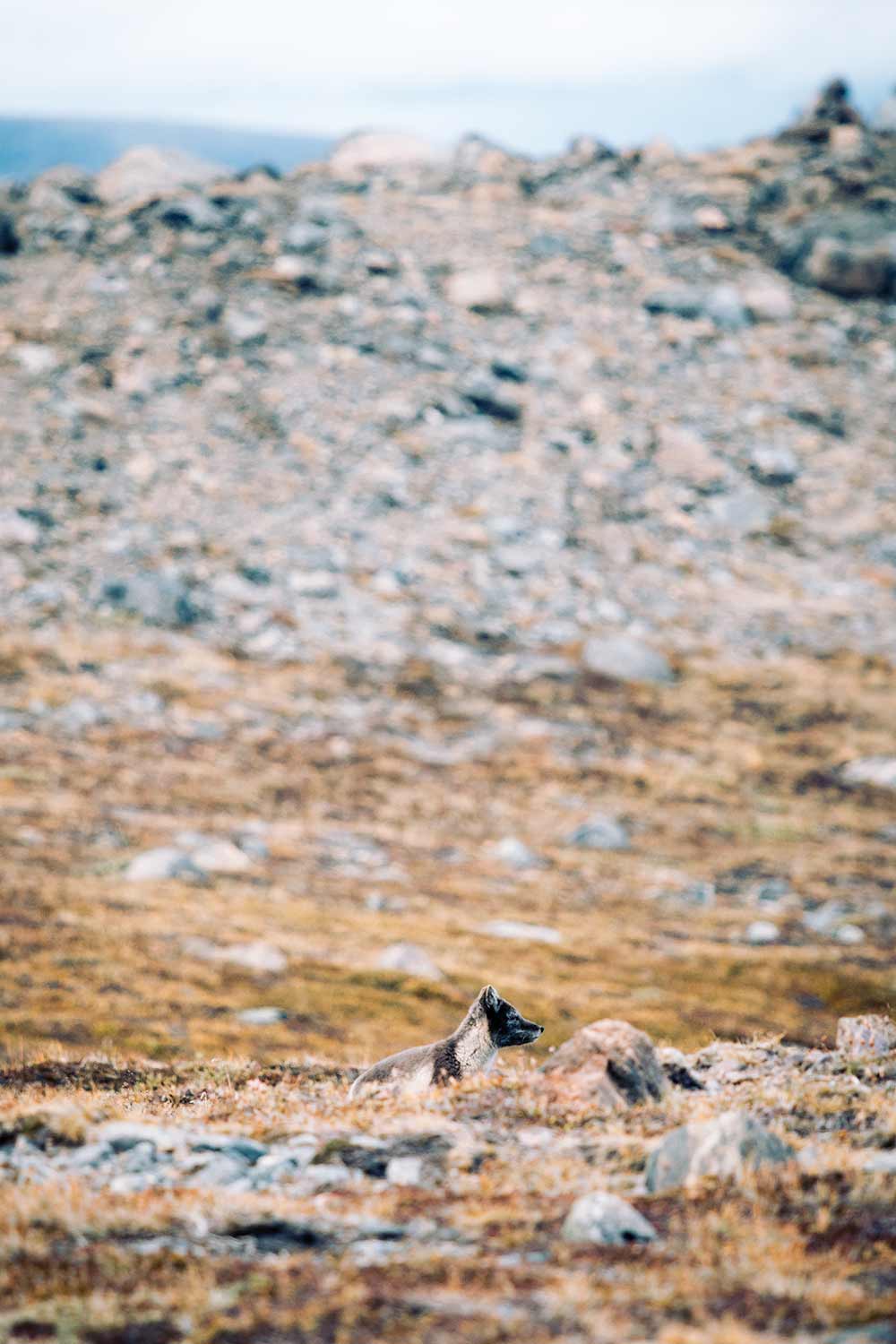 Poolvos Kangerlussuaq
