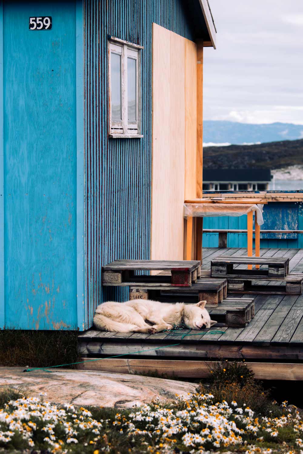 Sledehonden genieten van het zonnetje in Ilulissat