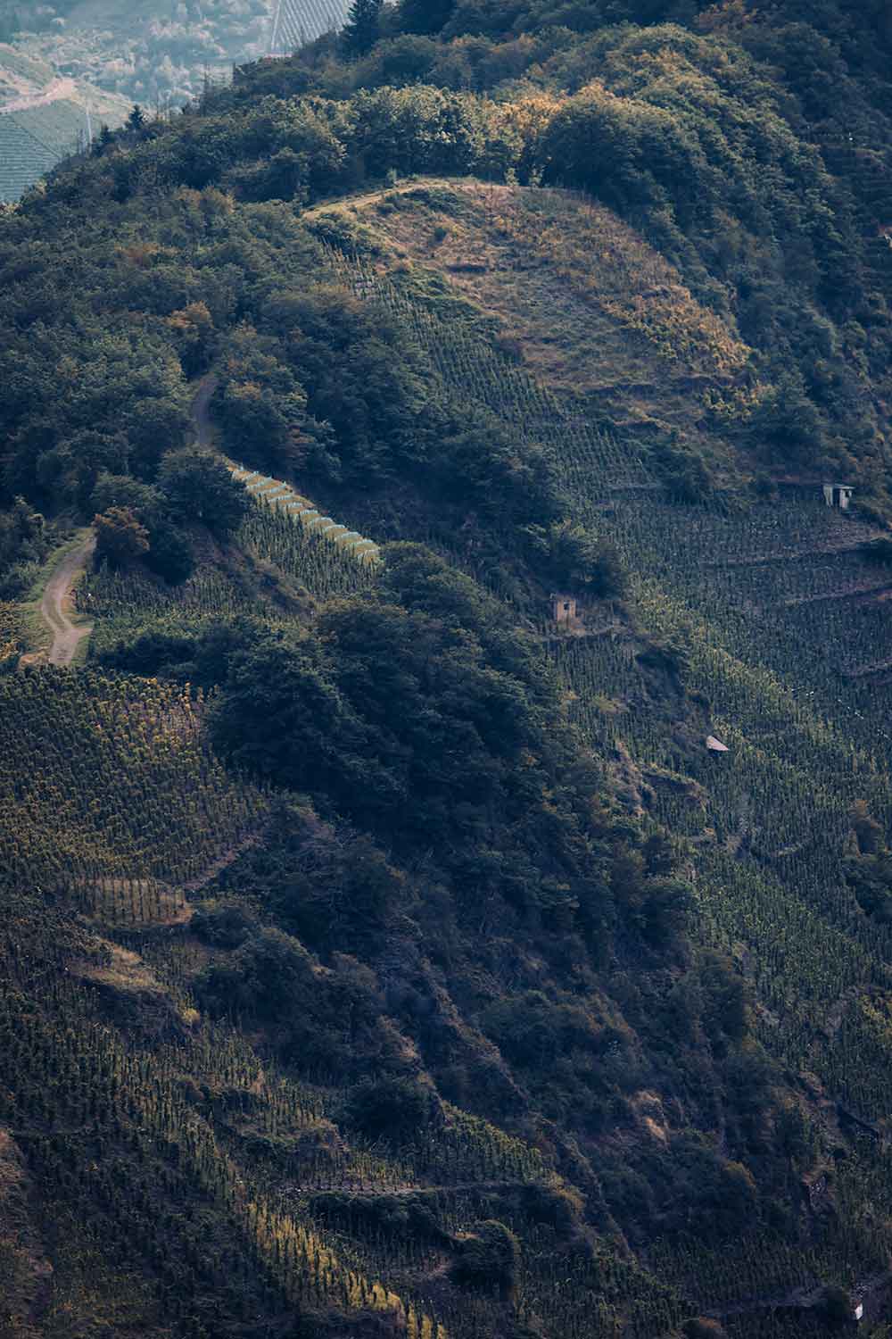 De steilste wijngaarden van Europa gezien vanaf de Calmont Höhenweg wandeling