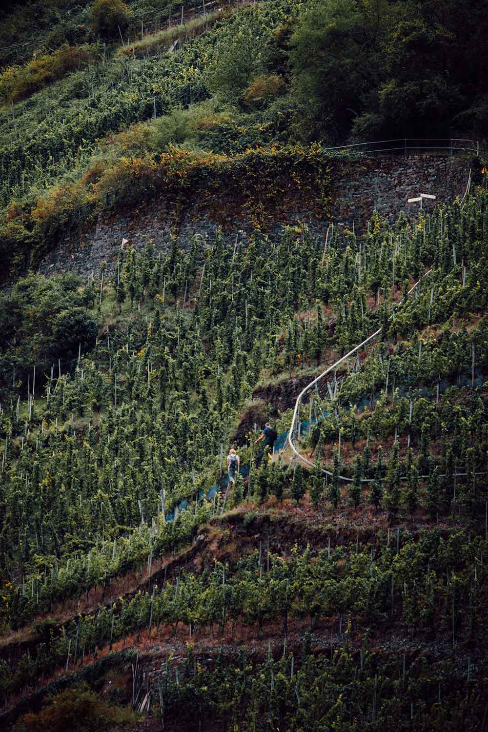 Wandelen tussen de steilste wijngaarden van Europa tijdens de Calmont Kettelsteig wandeling