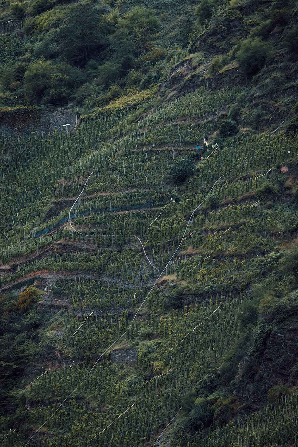 De steilste wijngaarden van Europa tijdens de Calmont Kettelsteig wandeling