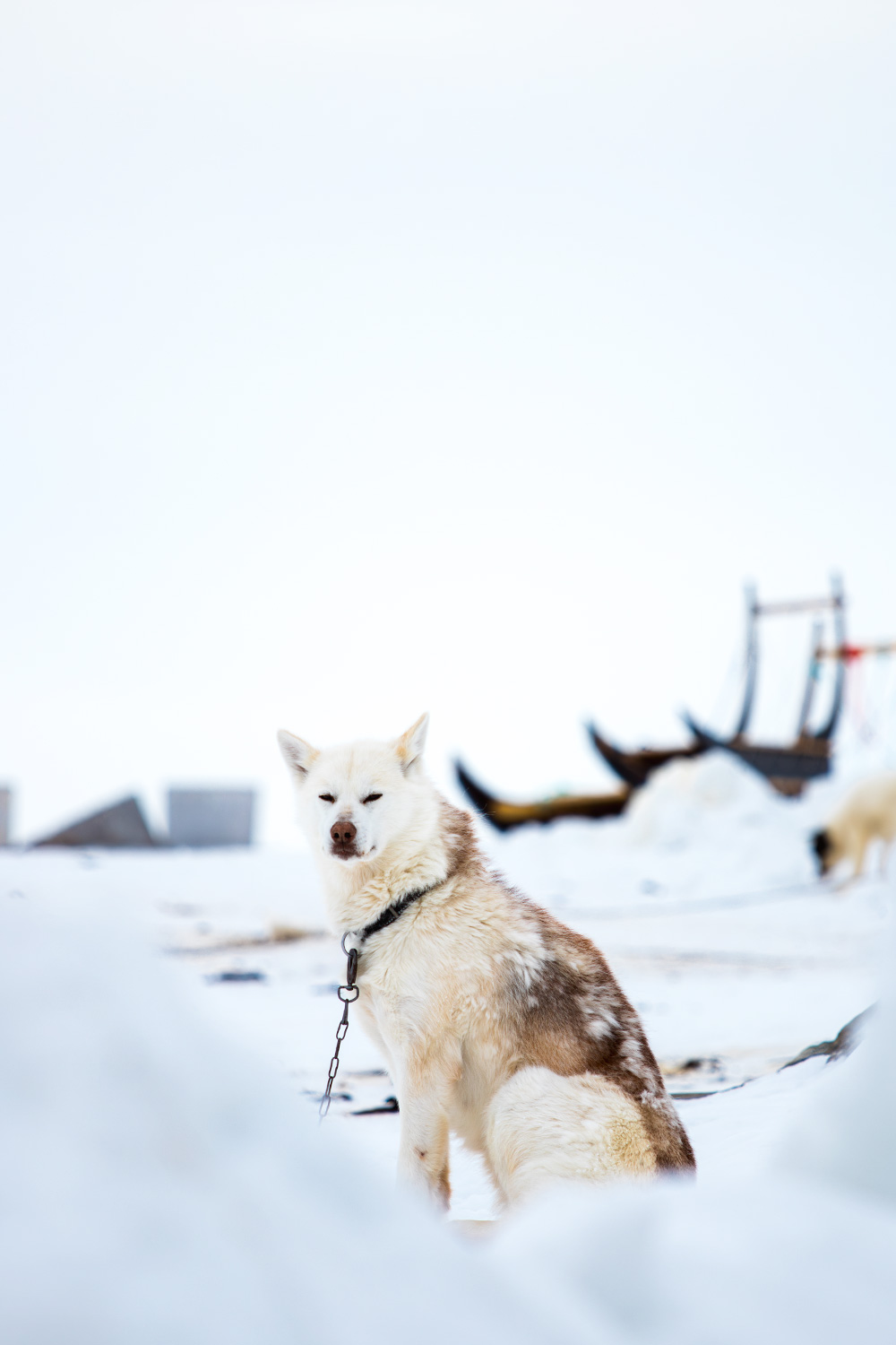 tijd voor de honden om uit te rusten na de hondensledetocht in Ilulissat