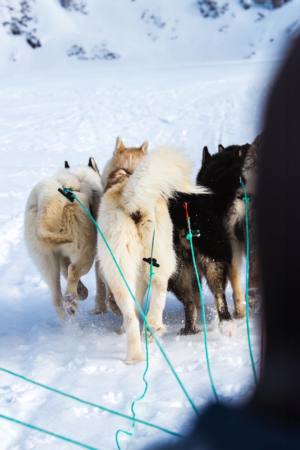 hondenslee tocht in Ilulissat, Groenland