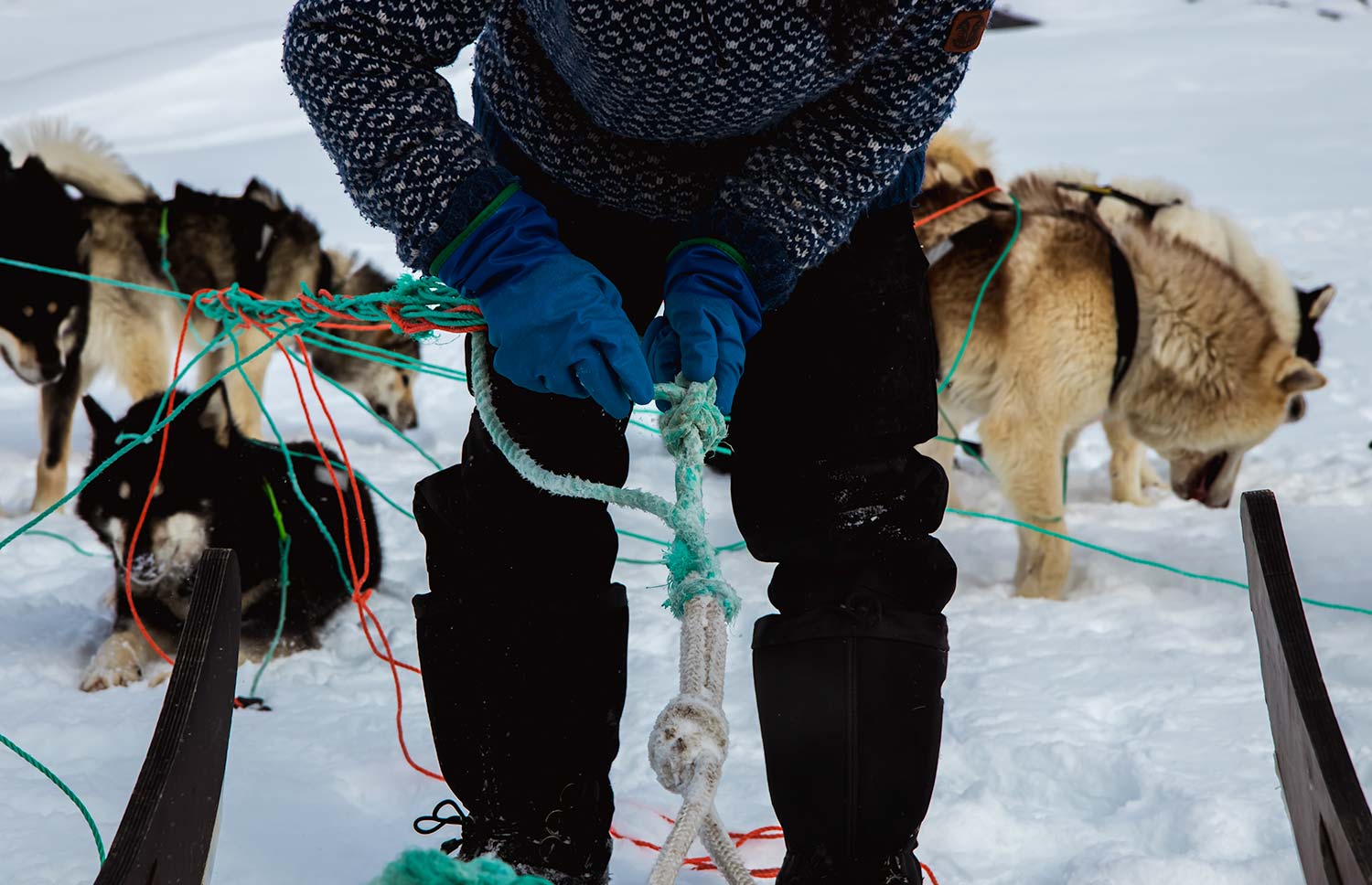 musher koppelt de honden los van de traditionele slee