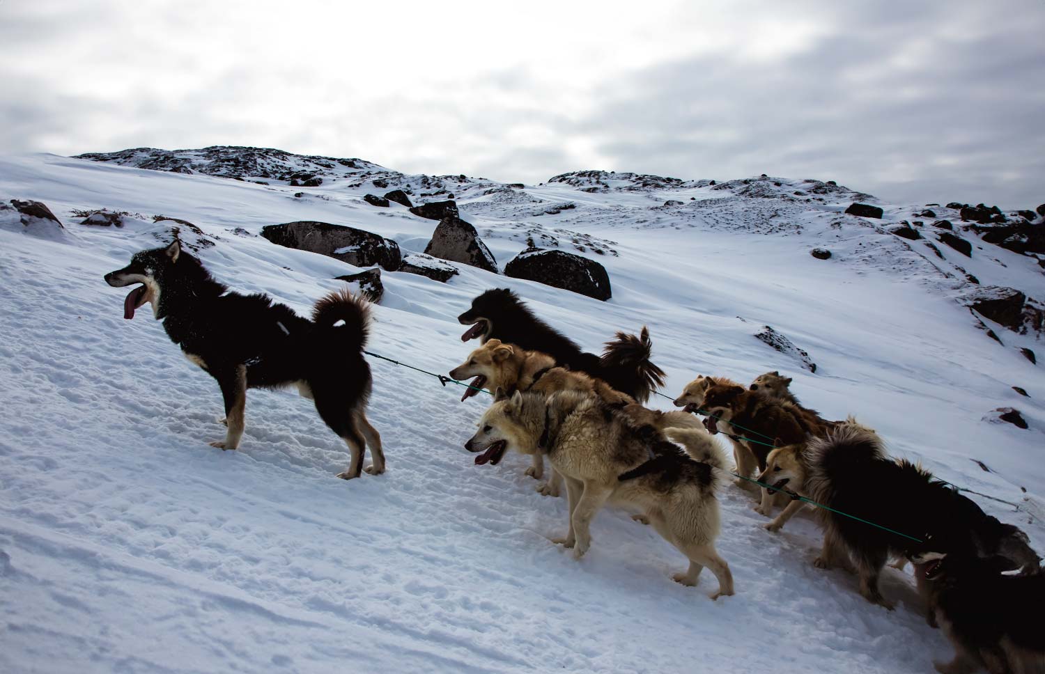 uphill dogsledding in Ilulissat, Greenland