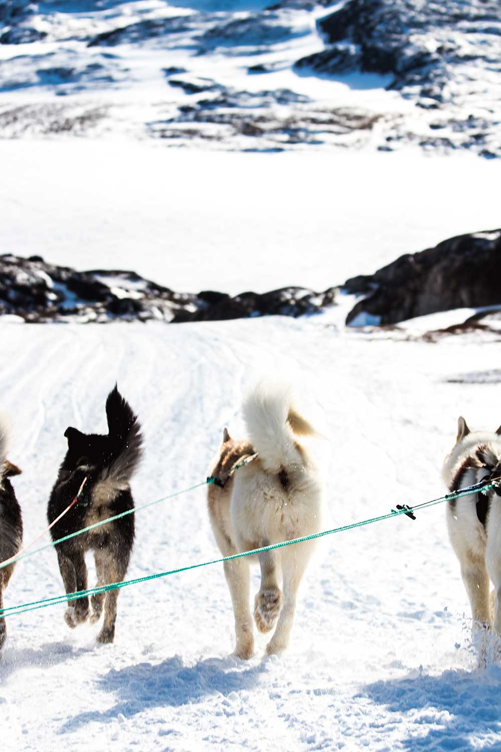 de afdaling inzetten per hondenslee in Ilulissat, Groenland