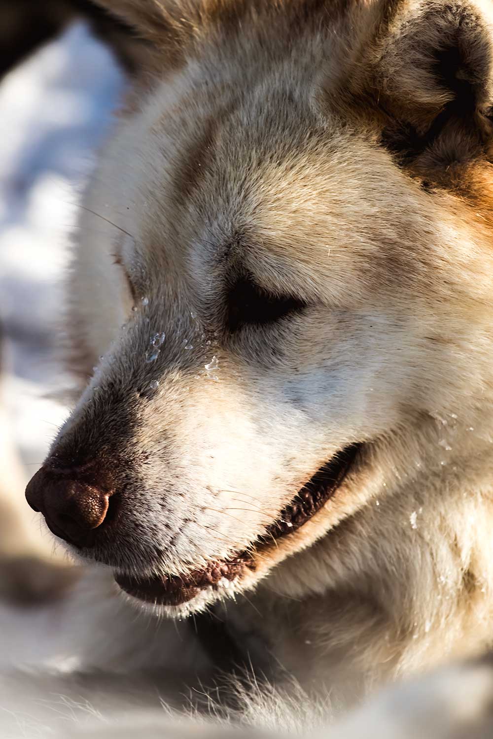 Groenlandse hond die de hondenslee trekt