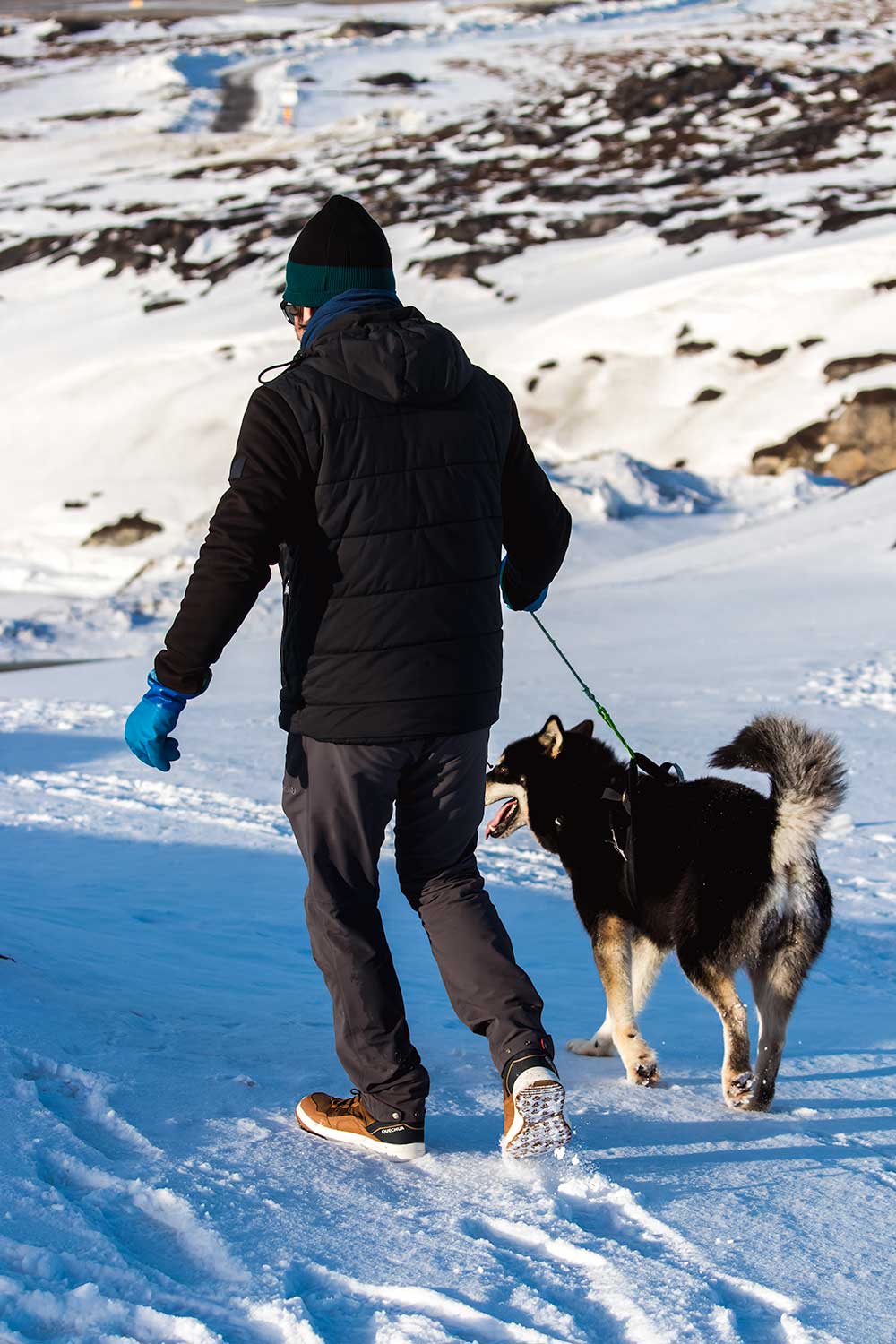 Groenlandse honden verzorgen na de hondensledetocht